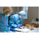Cirurgia de Castração de Gato