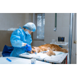 Cirurgia para Gatos