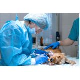 clínica com cirurgia cachorro Loteamento Recanto do Sol