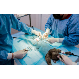 clínica com cirurgia gatos Chácaras Acaraí