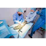 clínica com cirurgia reconstrutiva veterinária Jardim do Brás