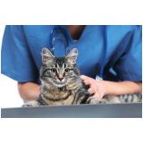clínica com consulta veterinária para felino Chácaras Nova Boa Vista