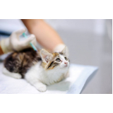 clínica com vacina da raiva para gatos Jardim Aline
