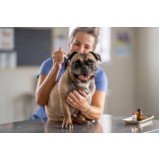 clínica com vacina de raiva em cachorro Jardim Nova Europa