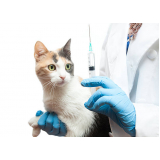 clínica com vacina polivalente gatos Parque Santa Bárbara
