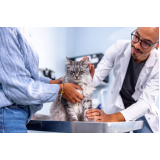 clínica com veterinária felinos Parque Olívio Franceschini
