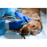 clínica para cirurgia ruptura ligamento cruzado cães Jardim Brasil