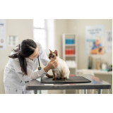 clínica para exame para detectar toxoplasmose em gatos Parque Gabriel