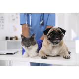 clínica para ultrassom para gatos Ipês Rosa