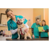 clínica pet para cachorro encontrar Parque Via Norte