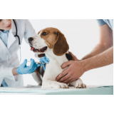 clínica que aplica vacina da raiva para cachorro Parque Santa Bárbara