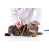 clínica que aplica vacina de raiva para gatos Santa Emília