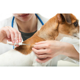 clínica que aplica vacina v10 para cães Parque Villa Flores