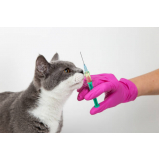 clínica que aplica vacina v4 para gatos Vila Inema