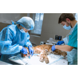 clínica que faz cirurgia de tecidos moles em pequenos animais Jardim Paulistinha