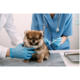clínica que faz exame para prevenção de doença renal em animais Remanso