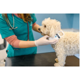 clínica que faz microchipagem canina Santa Emília