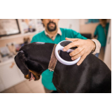 clínica que faz microchipagem de animais Vila Padre Anchieta