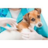 clínica que faz microchipagem em cachorro Chácaras Acaraí