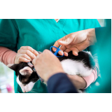 clínica que faz microchipagem em gatos Chácaras Havaí