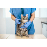 clínica que faz tratamento para gripe em gatos Condomínio Chácara Grota Azul