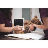 clínica que faz ultrassonografia para cachorro Loteamento Recanto do Sol