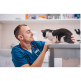 clínica veterinária de gatos telefone Loteamento Recanto do Sol