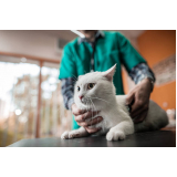 clínica veterinária especialista em gatos telefone Vila Inema
