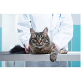 clínica veterinária especialista em gatos Parque das Nações