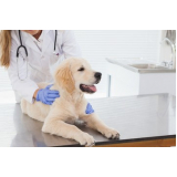 clínica veterinária para cães Chácaras Luzitana