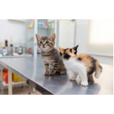 clínica veterinária para castrar gatos telefone Jardim Paulistinha