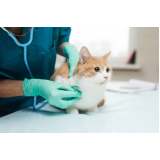 clínica veterinária para castrar gatos Parque do Horto
