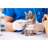 consulta com hospital veterinário para gatos e cachorros Jardim Boa Esperança