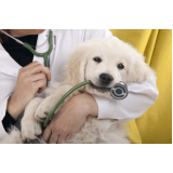 consulta com veterinário especialista em animais com câncer Parque Villa Flores