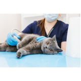 consulta com veterinário especialista em gatos Parque Villa Flores