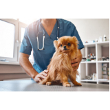 consulta com veterinário para animais exóticos Santa Emília