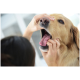 consulta de hospital veterinário para cachorros Jardim São Benedito