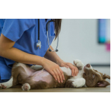 consulta de veterinária especialista em pele de cachorro Chácaras Luzitana