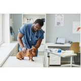 consulta de veterinária pró cão Núcleo Santa Isabel