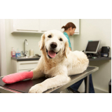 consulta de veterinário cachorro Vila Real