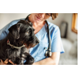 consulta de veterinário cães e gatos Residencial Anauá