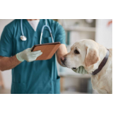 consulta de veterinário de cães Jardim Santa Rita de Cassia