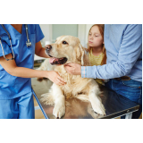 consulta de veterinário para cachorro Chácara Recreio Alvorada