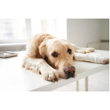 consulta de veterinário para cães Chácara Recreio Alvorada