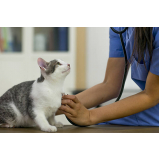 consulta médica para gato agendar Jardim Stella
