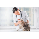 consulta médica para gato Jardim Santa Luzia