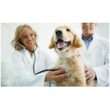 consulta médico veterinário agendar Remanso