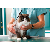 consulta veterinária para felino agendar Chácaras de Recreio