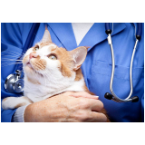 consulta veterinária para felino Santa Emília