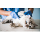contato de clínica veterinária para gatos Parque Santa Bárbara